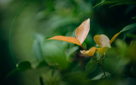 New orange leaves growing on a plant in springtime, with a blurred green background.の写真素材