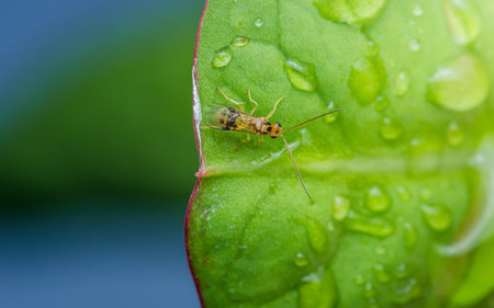Tiny insect with translucent wings is standing on a vibrant green leaf covered with water drops.