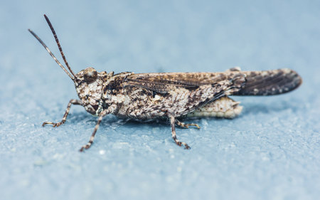 Side view of gray grasshopper on floor at home.の写真素材