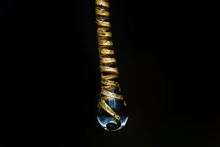 Delicate water droplet hangs on a curly vine, reflecting nature's purity and freshness. Glistening with life, it embodies simplicity and fragility in the environment.の写真素材