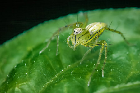 Green lynx spider standing on a green leaf, camouflaged with the green background, macro photography...