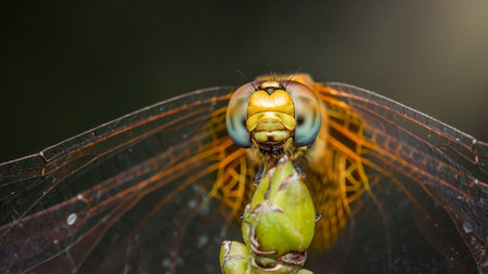 Close-up of a dragonfly perching on a twig, showcasing its large faceted eyes and delicate wings,...