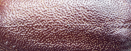 Microscopic view reveals the complex texture and fine hairs covering the exoskeleton of an insect...