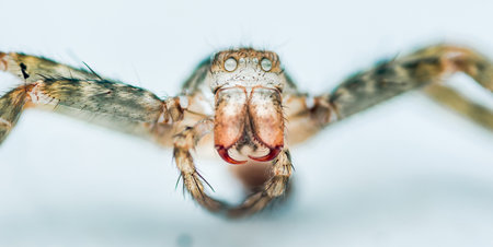 A spider is shown from the side, with its head and red mouth showing. The spider is brown and white,...