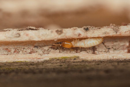 Close-up of termite eating wood, highlighting the destructive nature of these pests and the potential damage they can cause to homes and structuresの写真素材