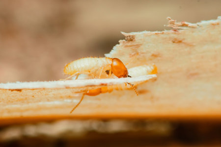 Close-up view of termites actively consuming wood, illustrating the destructive impact of these pests on homes and structures, emphasizing the significant damage they can inflictの写真素材