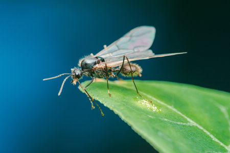 Winged ant standing on a vibrant green leaf against a blurred blue background, showcasing its delicate wings and intricate body details in a close-up macro shotの写真素材