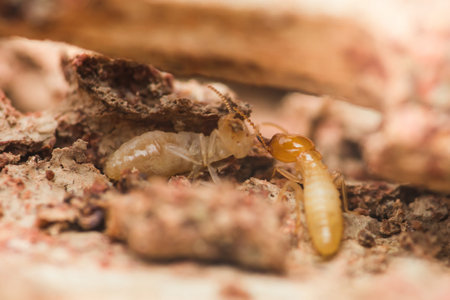 Close-up of worker and soldier termites navigating a damaged wood surface, highlighting the destructive nature of these insects and the potential threat they pose to wooden structuresの写真素材