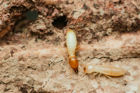 Close-up macro shot of termites destroying wood in a house, highlighting the destructive nature of these pests and the importance of pest controlの写真素材