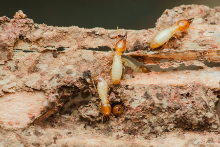 Close-up view of worker termites actively consuming and damaging a wooden structure, highlighting...