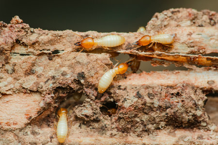 Close-up of termites actively consuming and damaging a piece of wood, highlighting the destructive nature of these pests and the importance of pest control measuresの写真素材