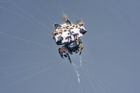Close-up of a spiny orb-weaver spider, featuring its distinctive spikes while weaving an intricate web against a tranquil blue backdrop, highlighting nature's beautyの写真素材