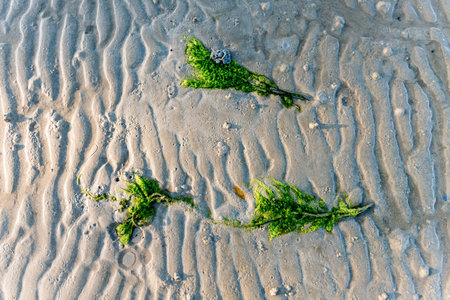 Green seaweed resting on rippled sand during low tide, forming an intricate and beautiful natural pattern along the beach, showcases the serene beauty of the coastal environmentの写真素材