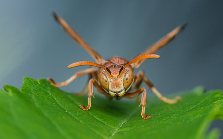 Red wasp with spread wings and antennae standing on a vibrant green leaf, creating a striking contrast against a soft-focus background, showcasing the insect's intricate detailsの写真素材