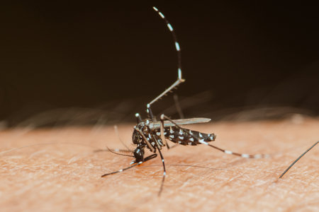 Close-up of an asian tiger mosquito (aedes albopictus) sucking blood from human skin, highlighting...