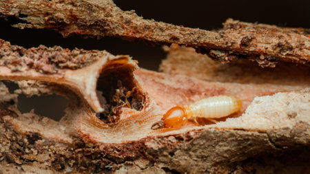 Close-up macro shot capturing a termite worker actively eating and damaging a piece of wood, emphasizing the destructive impact of these invasive insects on structures and furnitureの写真素材