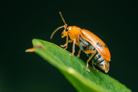 Aulacophora indica, commonly known as the cucurbit beetle, is crawling on a vibrant green leaf, showcasing its distinctive orange body and intricate details against a dark, blurred backgroundの写真素材