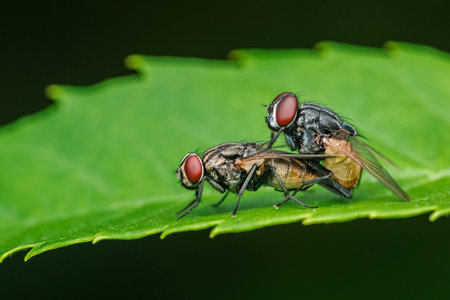 Two flies are mating on a vibrant green leaf, showcasing the fascinating reproductive behavior of these common insects in a natural settingの写真素材