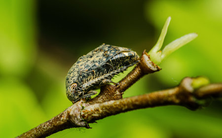 Close-up of a unique treehopper insect with intricate patterns and spiky edges, clinging to a twig against a blurred green background, showcasing the beauty of nature's biodiversityの写真素材