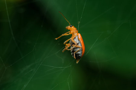 Aulacophora foevicollis, known as the red pumpkin beetle, hangs upside down in a spider web,...