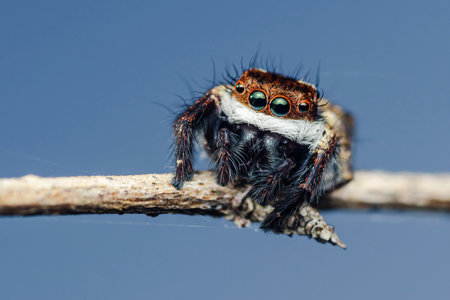 Jumping spider with striking green eyes resting on a slender branch, set against a vivid blue background, captures the beauty of nature's intricate detailsの写真素材