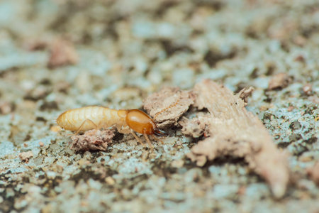 Close-up macro view of a termite worker crawling on the ground, searching for food, showcasing the insect's anatomy and behavior in its natural habitatの写真素材
