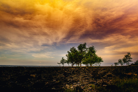 Capturing the beauty of golden hour, a group of mangrove trees thrives on a rocky beach, framed by dramatic clouds as the sun sets in a vibrant display of colors, Chumphon in Thailandの写真素材