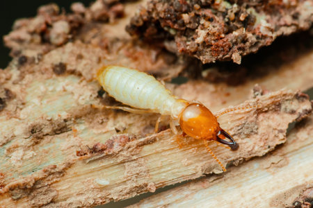 Close-up view of a termite worker consuming damaged wood, emphasizing the destructive behavior of these pests and underscoring the critical need for effective pest control measuresの写真素材