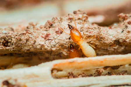 Close-up of worker termites actively consuming and damaging a wooden structure, highlighting the destructive nature of these pests and the importance of pest controlの写真素材