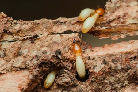 Close-up view of worker and soldier termites actively consuming and damaging a wooden beam, highlighting the destructive nature of these pestsの写真素材