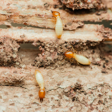Close-up of worker termites actively consuming and damaging a piece of wood, highlighting the...
