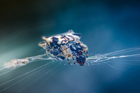 Striking image of a spiny orb-weaver spider actively consuming its trapped prey on a delicate web,...