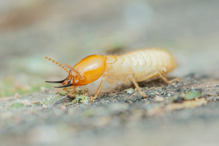 Close-up of a termite worker crawling on a piece of wood, causing damage to a house structure and...