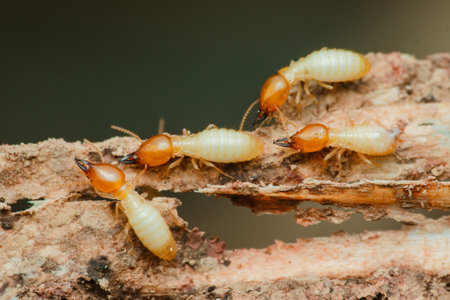Worker termites are busy consuming a piece of wood, highlighting the destructive nature of these insects and the importance of pest controlの写真素材