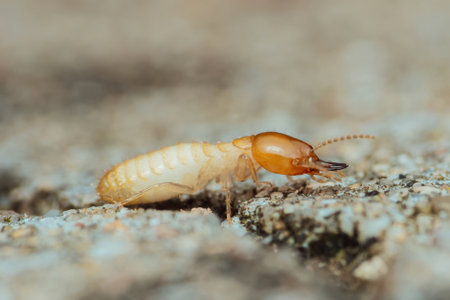 Close-up view of a termite worker navigating a concrete surface, emphasizing its significant role in...