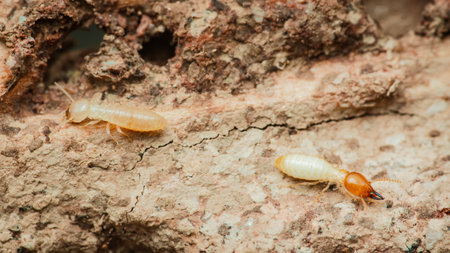 Close-up view of termites destroying wood in a house, highlighting the destructive nature of these insects and the importance of pest controlの写真素材
