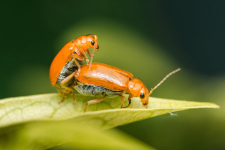 Two orange aulacophora indica, also known as pumpkin beetles, are mating on a vibrant green leaf, showcasing the reproductive process in the natural worldの写真素材