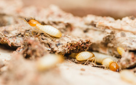 Close-up view of worker termites actively consuming and damaging a piece of wood, highlighting the...