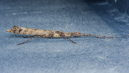 Close-up view of a stick insect perched on a blue surface, highlighting its remarkable camouflage and intricate features illuminated by natural lightの写真素材