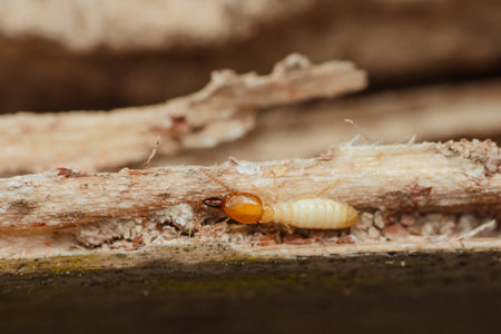 Close-up view of a termite navigating through damaged wood, emphasizing the destructive behavior of these pests and underscoring the critical need for effective pest control measuresの写真素材