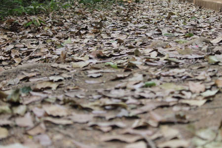 Blured Leavesの写真素材