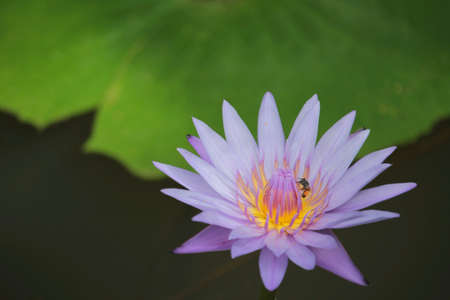 Bee on a lotus の素材