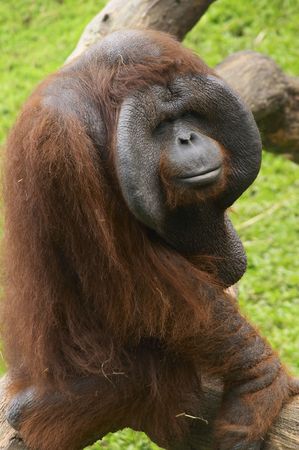 male orangutanの写真素材