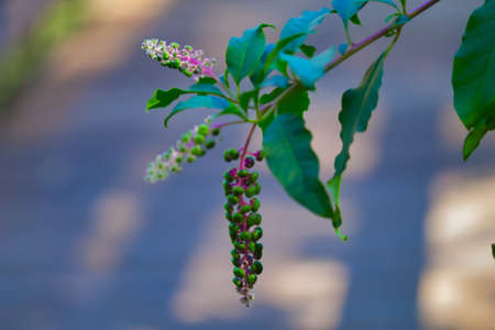 bunch of wild purple fruitsの写真素材