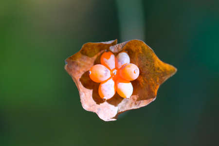 exotic plant fruit in autumnの写真素材