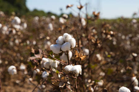 cotton in its plant ready to be harvested by the harvesting machine. It is organic cotton with no artificial treatments.の写真素材