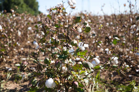 cotton in its plant ready to be harvested by the harvesting machine. It is organic cotton with no artificial treatments.の写真素材