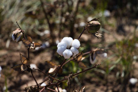 cotton in its plant ready to be harvested by the harvesting machine. It is organic cotton with no artificial treatments.の写真素材
