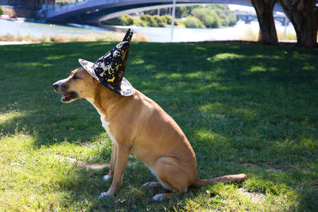 Medium sized dog sitting on the grass in the park. The dog is wearing a witches hat for halloween for the photo. Concept pets. 4th of october world pet day.の写真素材