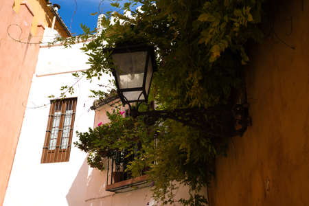 macro photo with background blur effect of small purple flowers. Concept nature and biology.の写真素材